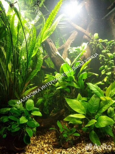 Аквариумные Растения. Доставка