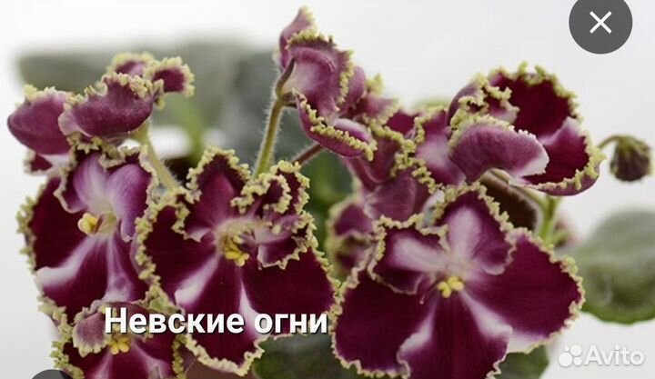 Детки сортовых фиалок