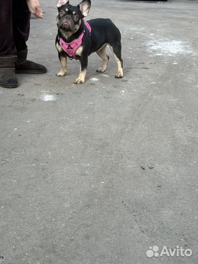 Французский бульдог