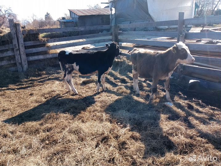 Продам тёлочку и бычка