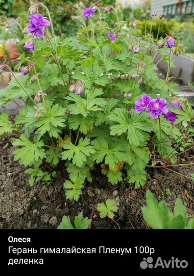 Садовые растения