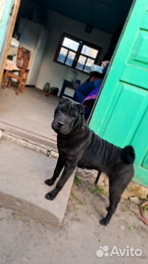 Шарпей вязка