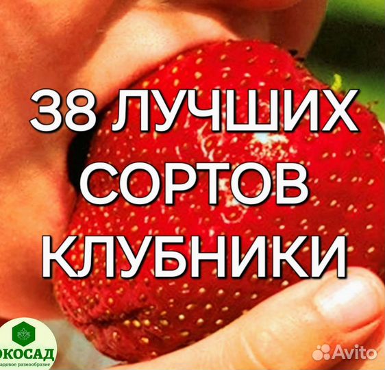 Саженцы клубники 84 сорта в наличии