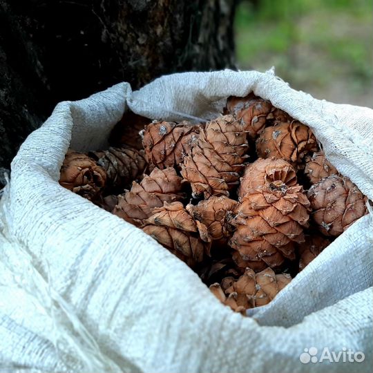 Шишка кедровая прием