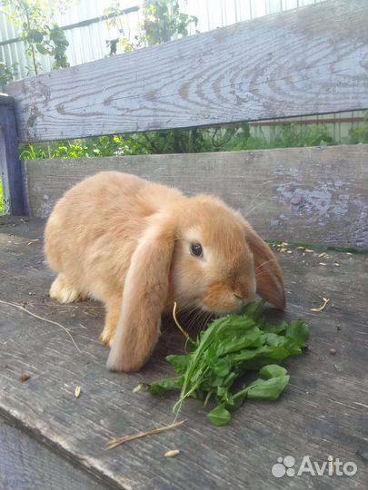 Кролики французский баран