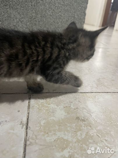 Кошка в дар