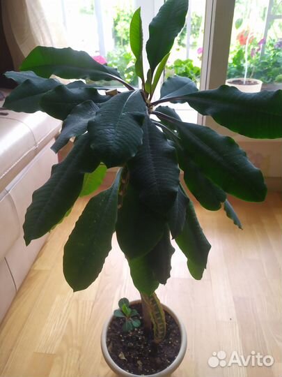 Комнатные растения. Молочай