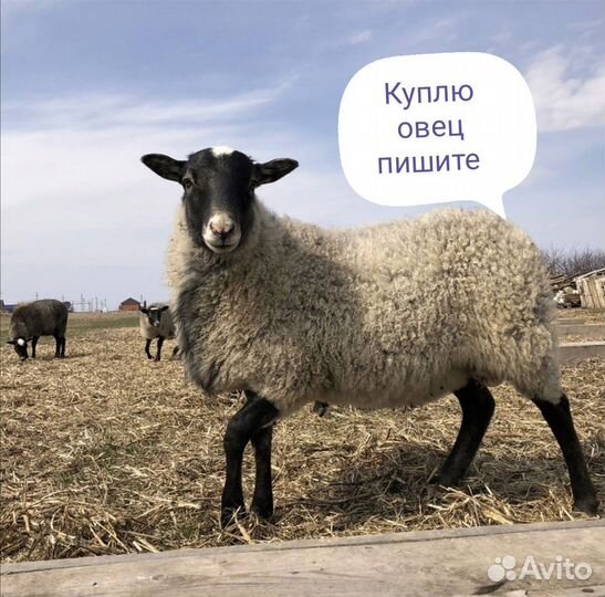 Овцы бараны