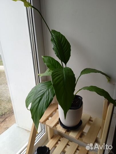 Спатифиллум