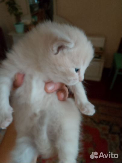 Отдам котёнка