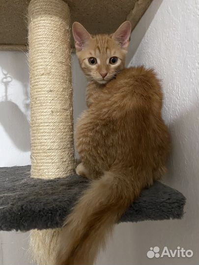 Котенок рыжий мальчик