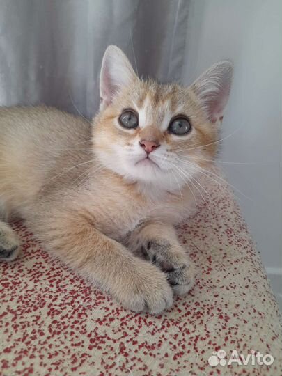 Британские котята