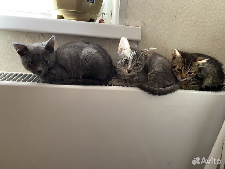 Котята в добрые руки