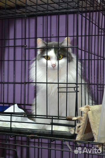 Пушистая кошечка