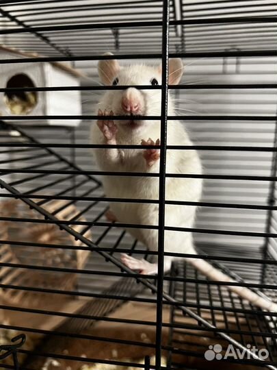 Декоративная крыса