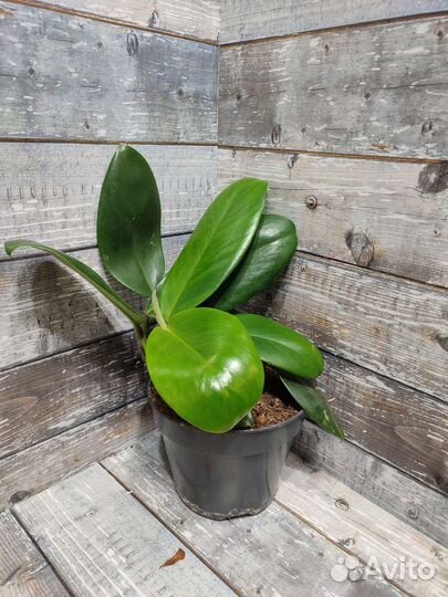 Сортовые Монстеры/Сциндапсусы