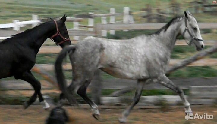 Ахалтекинская кобыла Ауен- dakor