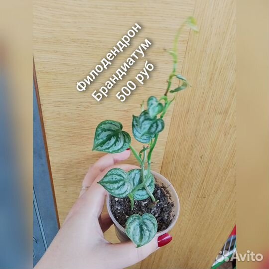 Филодендрон