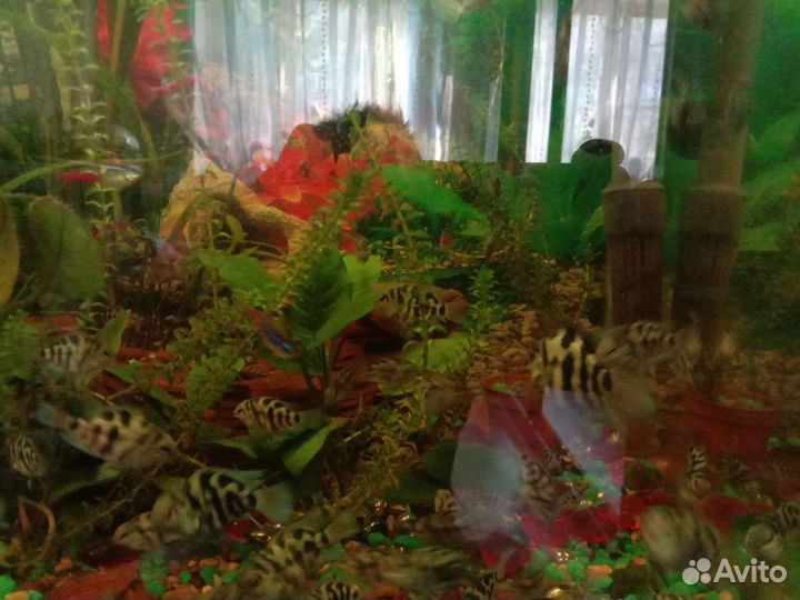 Аквариумные рыбки продаю