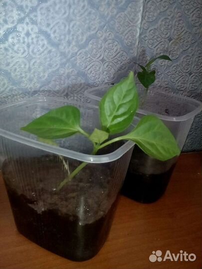 Рассада сладкого перца