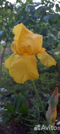 Ирисы сортовые