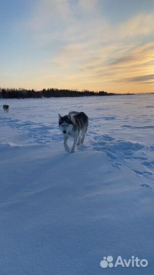 Хаски кабель