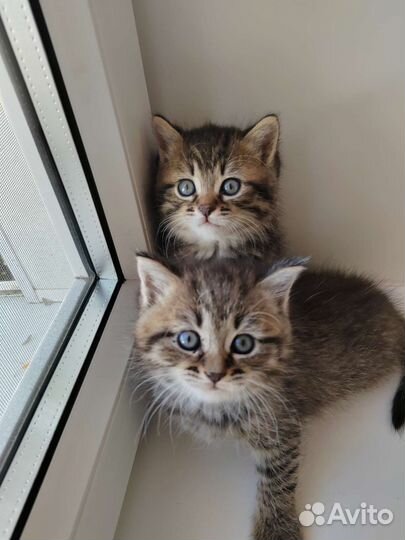 Котята от породистой кошки