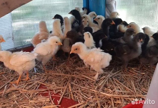Цыплята, два месяца