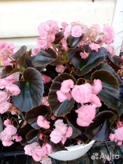 Бегония вечноцветущая махровая