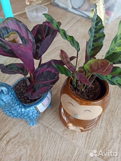 Калатея Лансифолия