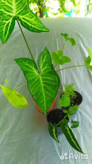 Комнатные растения