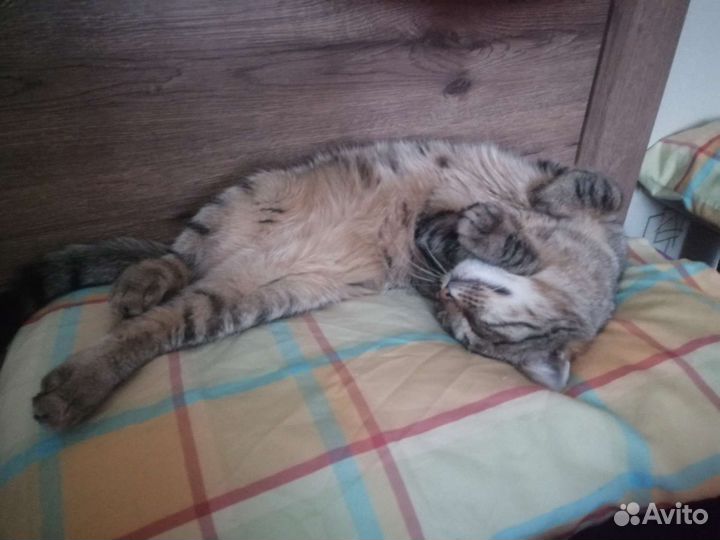 Котик шкодик