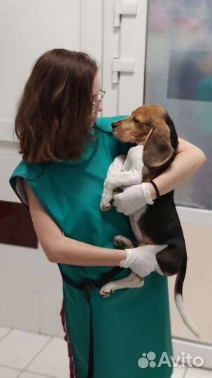 Передержка животных