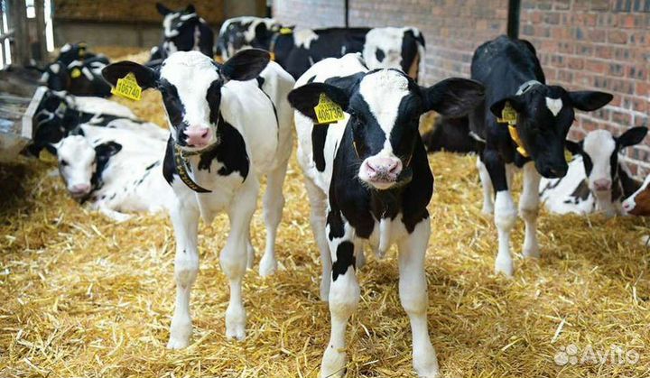 Холмогоры Голштины Бычки Тёлки