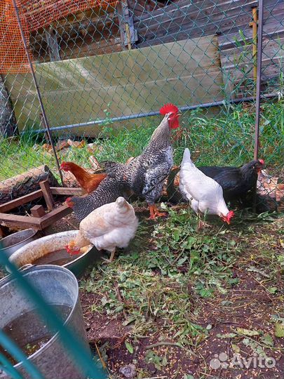 Куры несушки