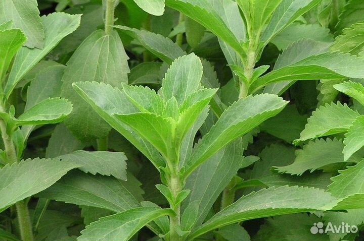 Стевия медовая семена