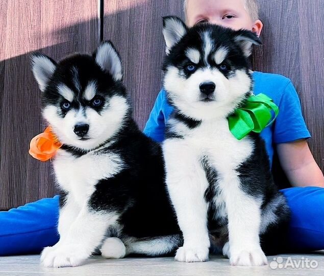 Хаски Шикарные Щеночки - Сейчас Большой Выбор
