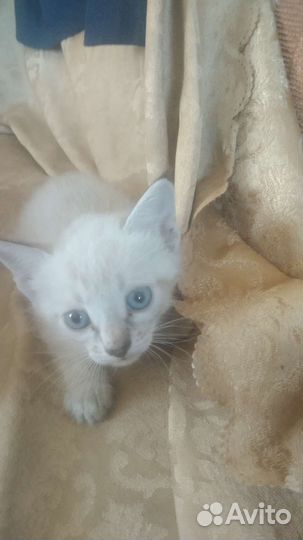 Котенка в добрые руки