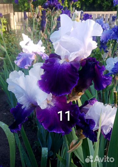 Ирисы бородатые