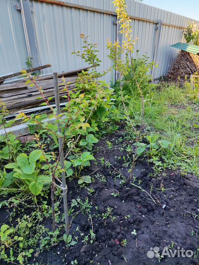 Саженцы абрикосов