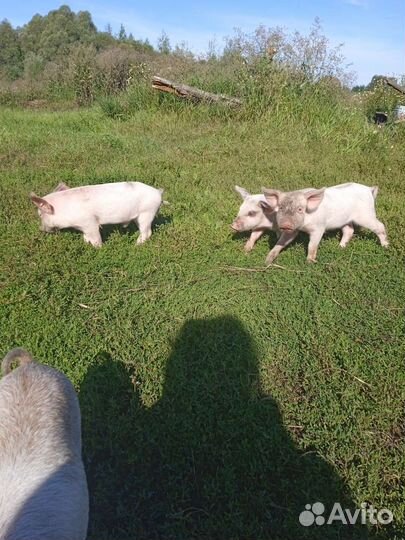 Поросята