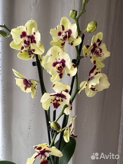 Орхидея бабочка