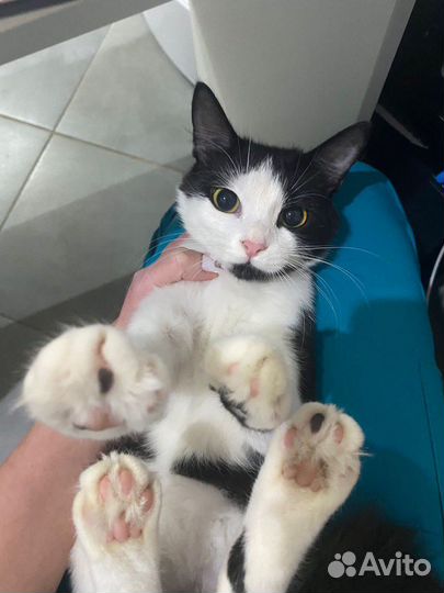 Отдам кошку в добрые руки