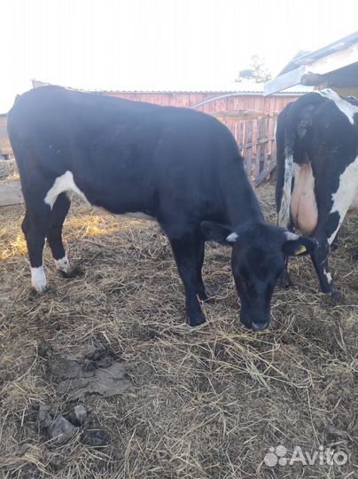 Продам тёлочку