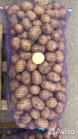 Картошка Беллароза Родрига