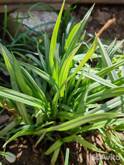 Растения для дома и сада