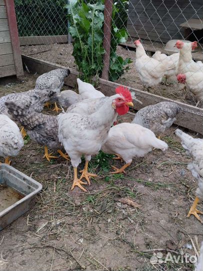 Молодые петушки