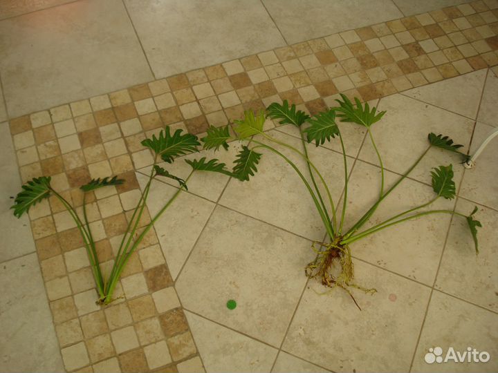 Филодендрон Ксанаду