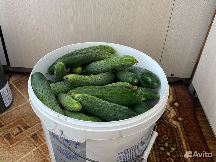 Огурцы домашние