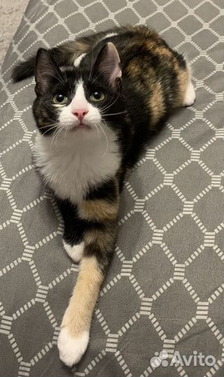 Красотка счастья